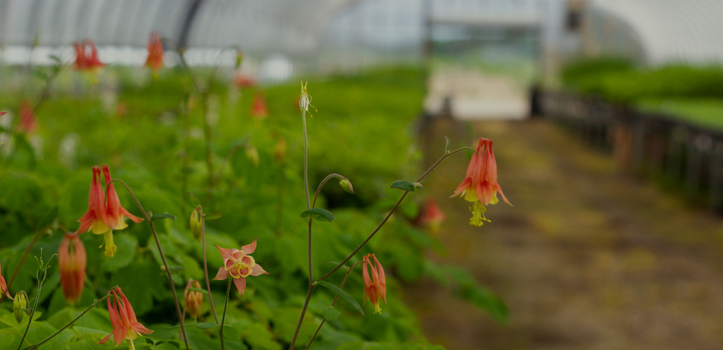 Long Island Native Plant Nursery Native Plants and Trees