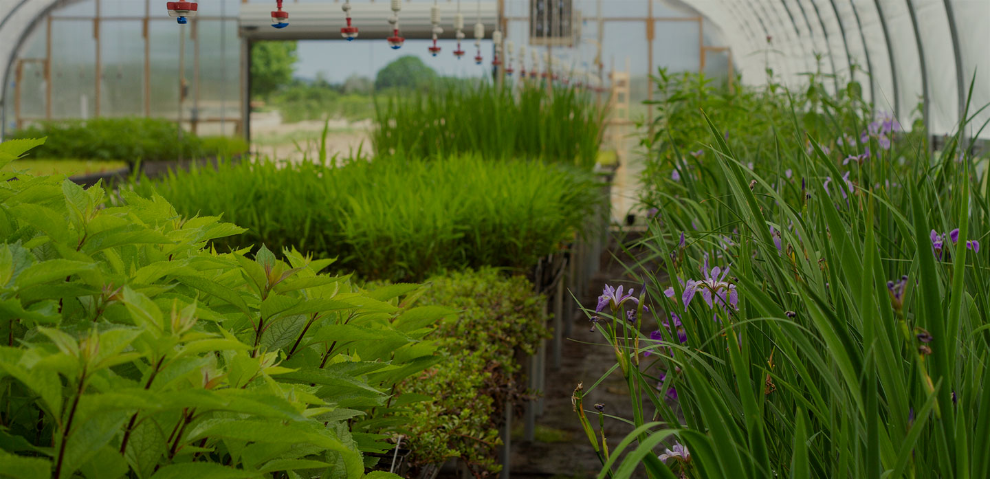 Long Island Native Plant Nursery Native Plants and Trees