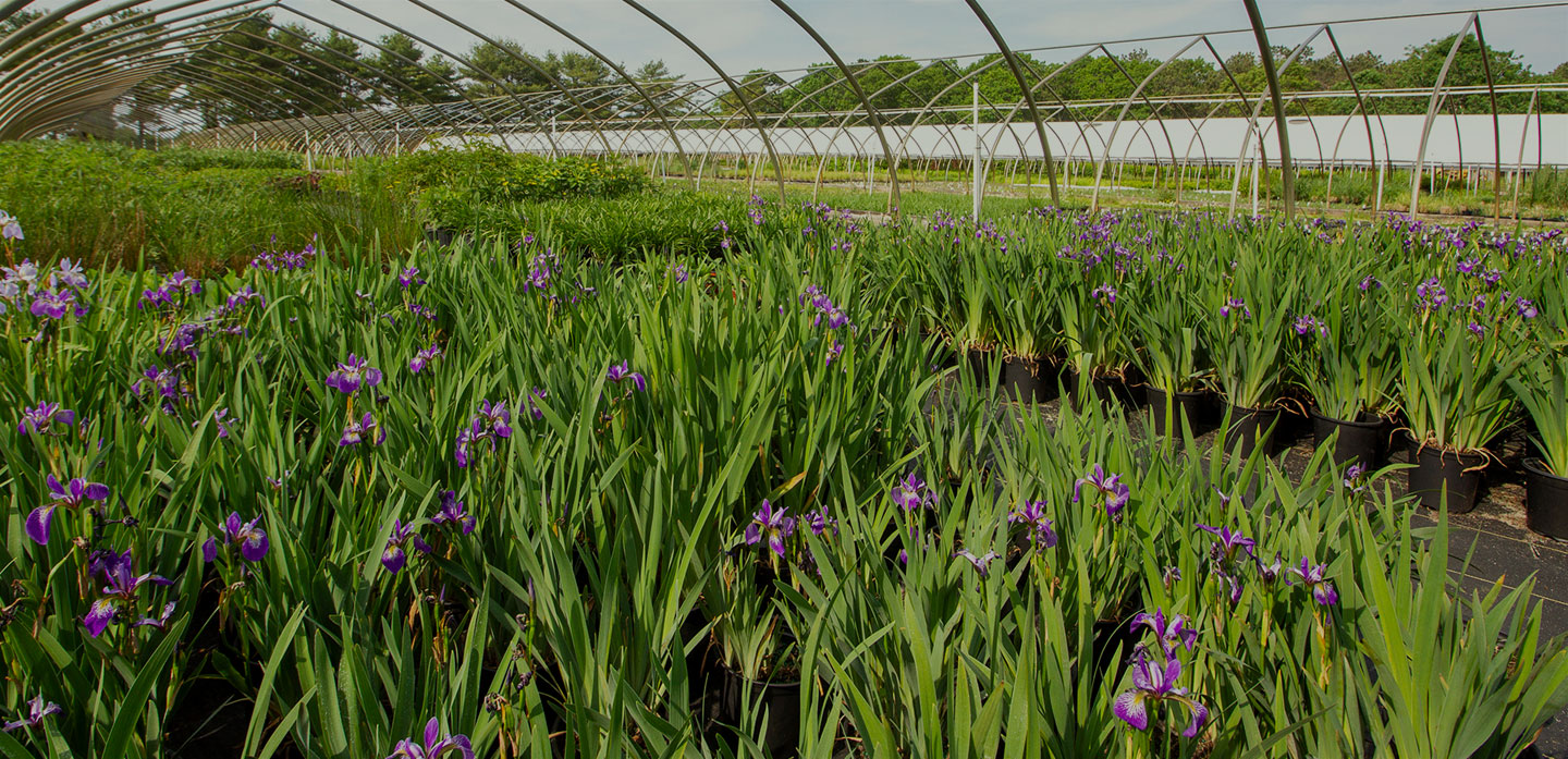 Long Island Native Plant Nursery Native Plants and Trees