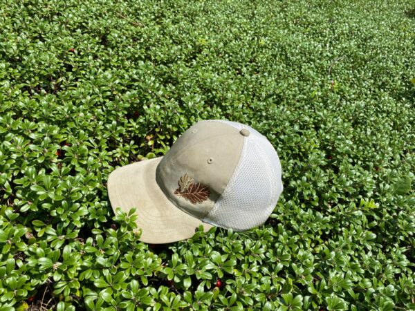 Arctostaphylos uva-ursi- Bearberry - Image 2