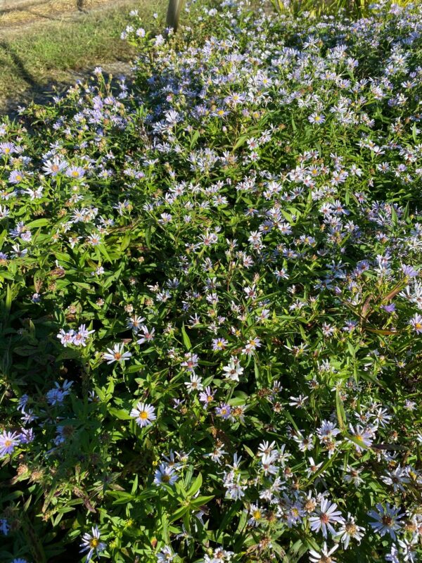 Aster novi belgii- New York Aster - Image 2