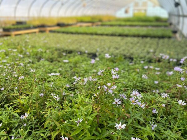 Aster novi belgii- New York Aster - Image 3