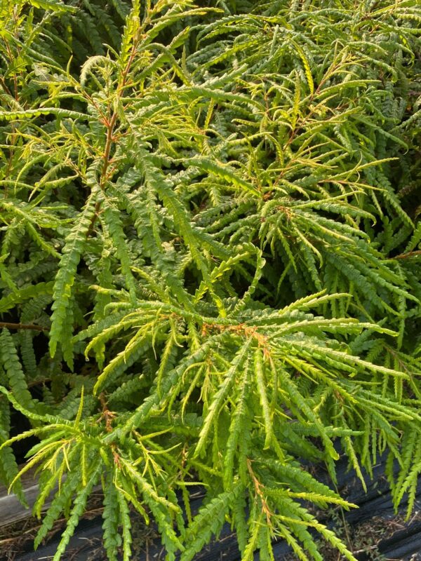 Comptonia peregrina- Sweet Fern - Image 2