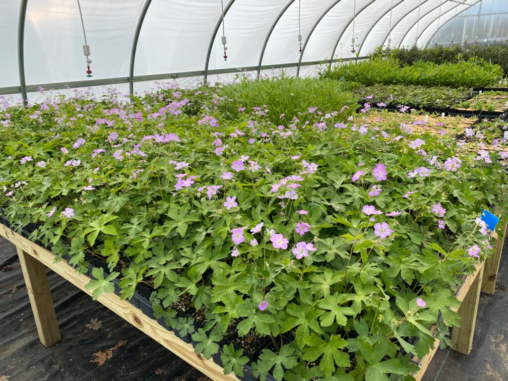 9 Geranium maculatum