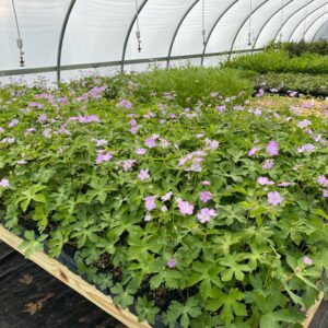 Eupatorium maculatum- Spotted Joe Pye Weed