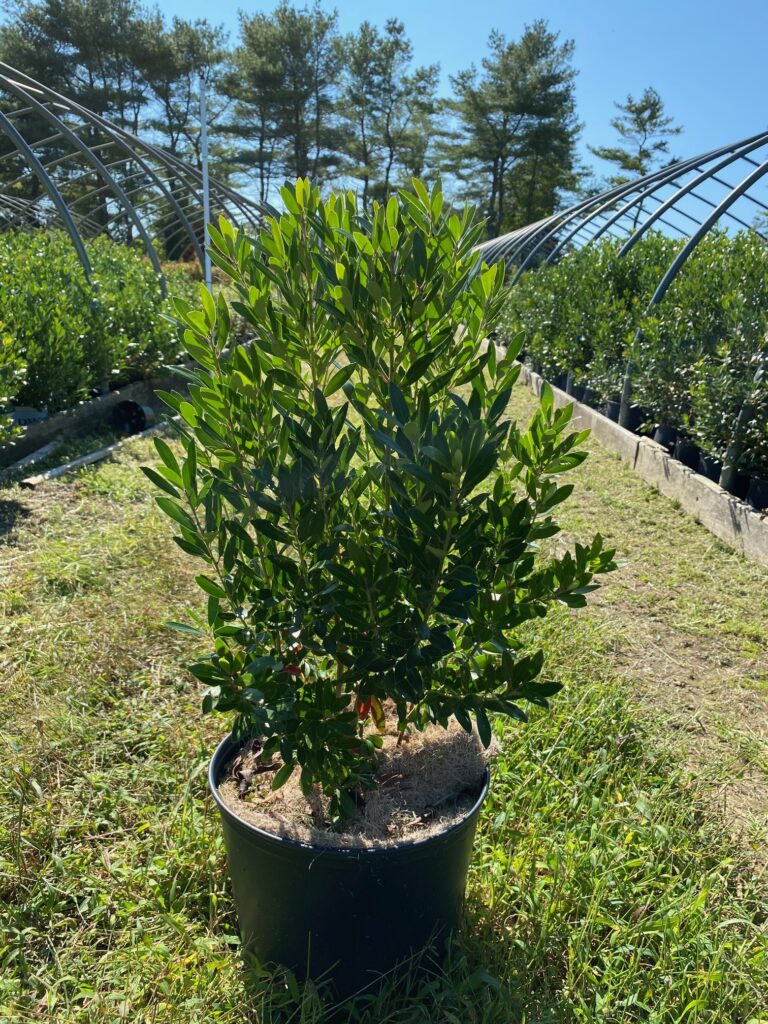 9 Inkberry Shamrock