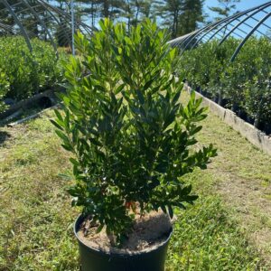 Ilex glabra- Inkberry