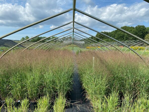Panicum virgatum- Switchgrass - Image 2