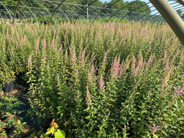 Spiraea tomentosa- Steeple Bush - Image 2