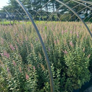Spiraea tomentosa- Steeple Bush