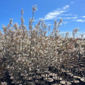 Amelanchier canadensis- Canadian Serviceberry