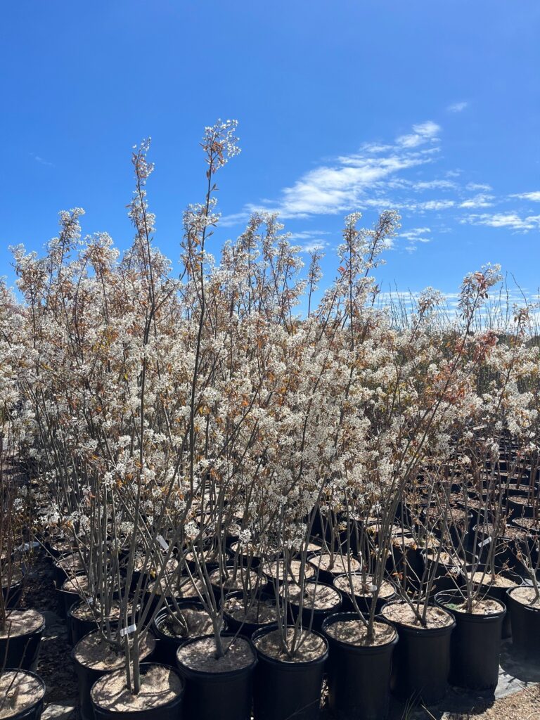 AMELANCHIER CANADENSIS