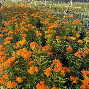 Asclepias tuberosa- Butterfly Milkweed