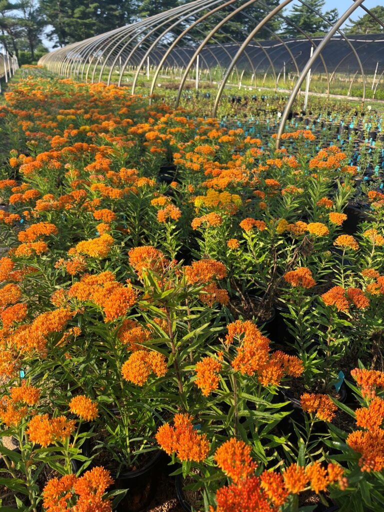 ASCLEPIAS TUBEROSA