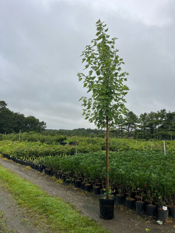 Acer saccharinum- Silver Maple - Image 5