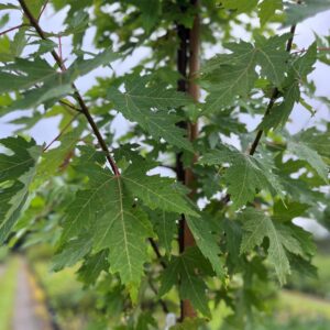 Acer saccharinum- Silver Maple