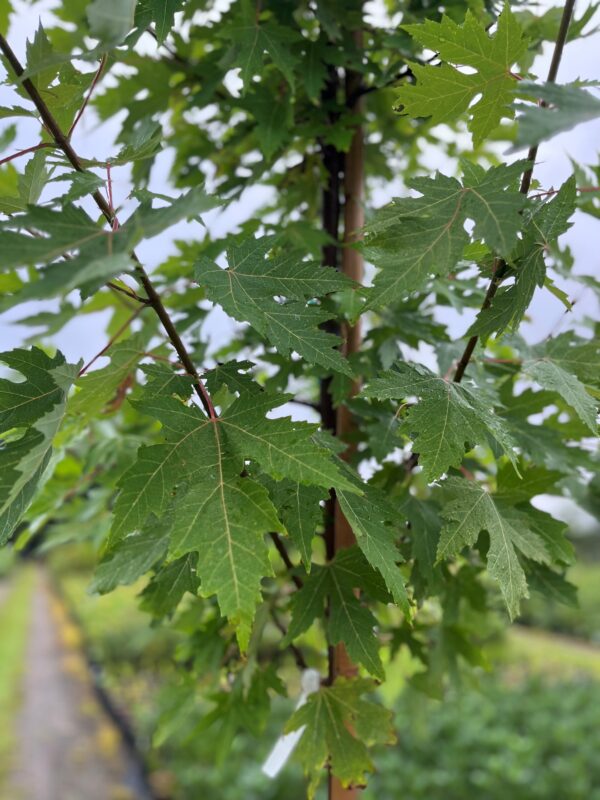Acer saccharinum- Silver Maple