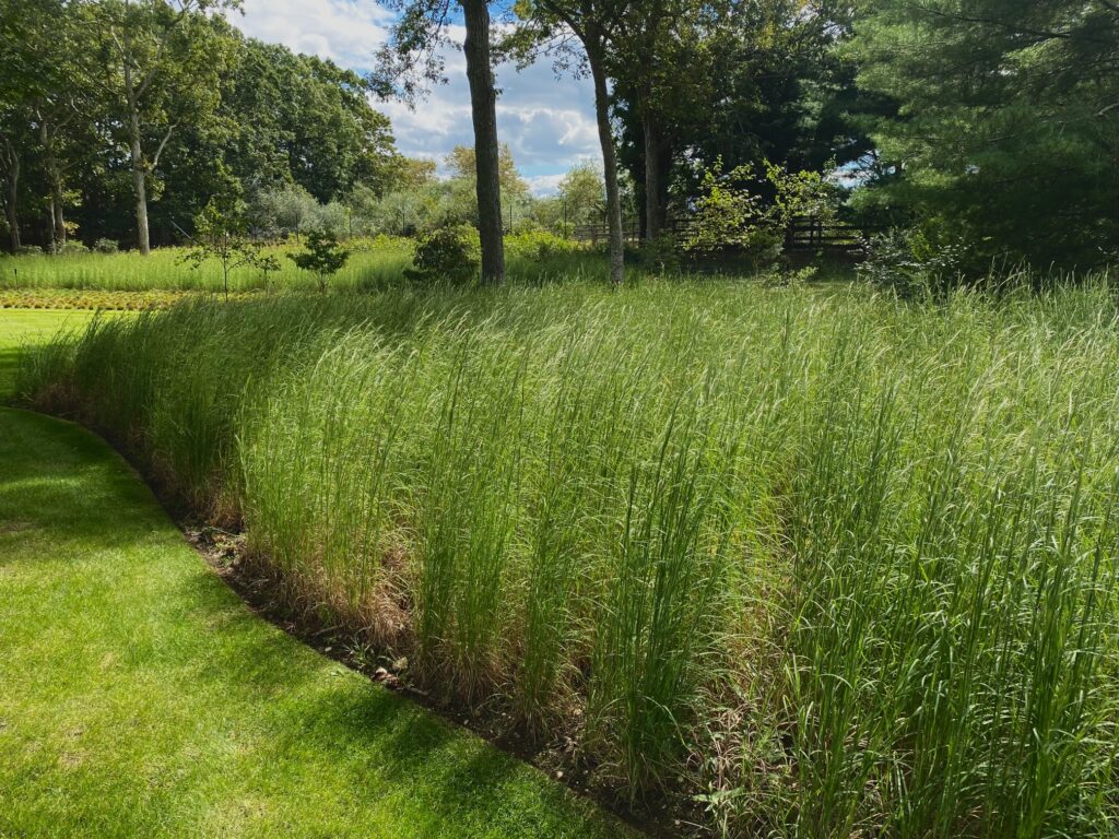 Andropogon virginicus broomsedge