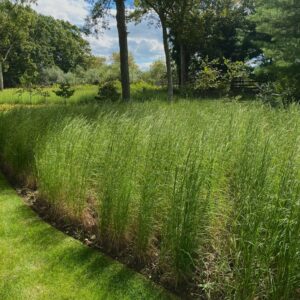 Andropogon virginicus- Broomsedge
