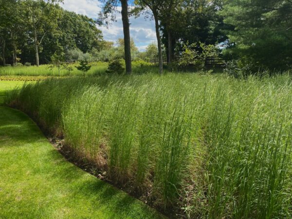Andropogon virginicus- Broomsedge