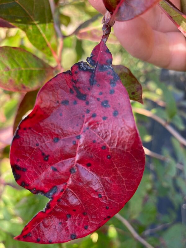 Nyssa sylvatica- Black Tupelo - Image 2