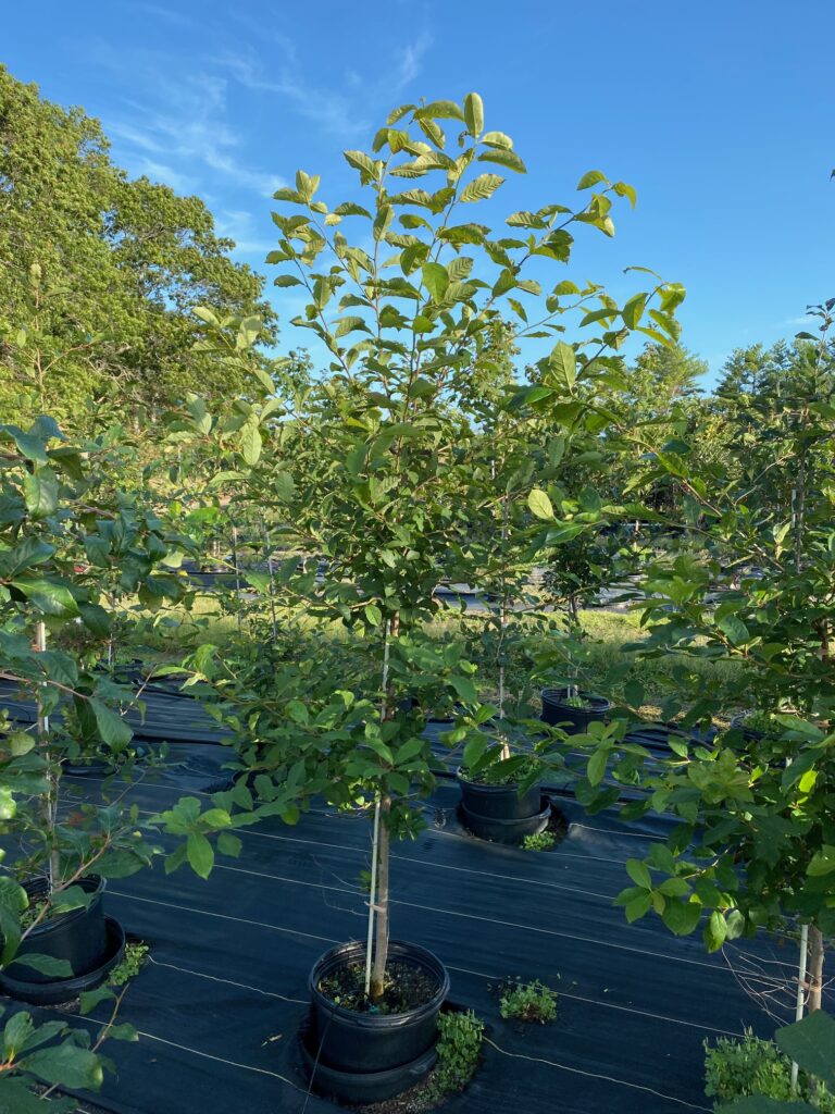 Black Gum Nyssa Sylvatica 1