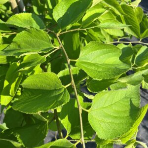 Celtis occidentalis - Common Hackberry