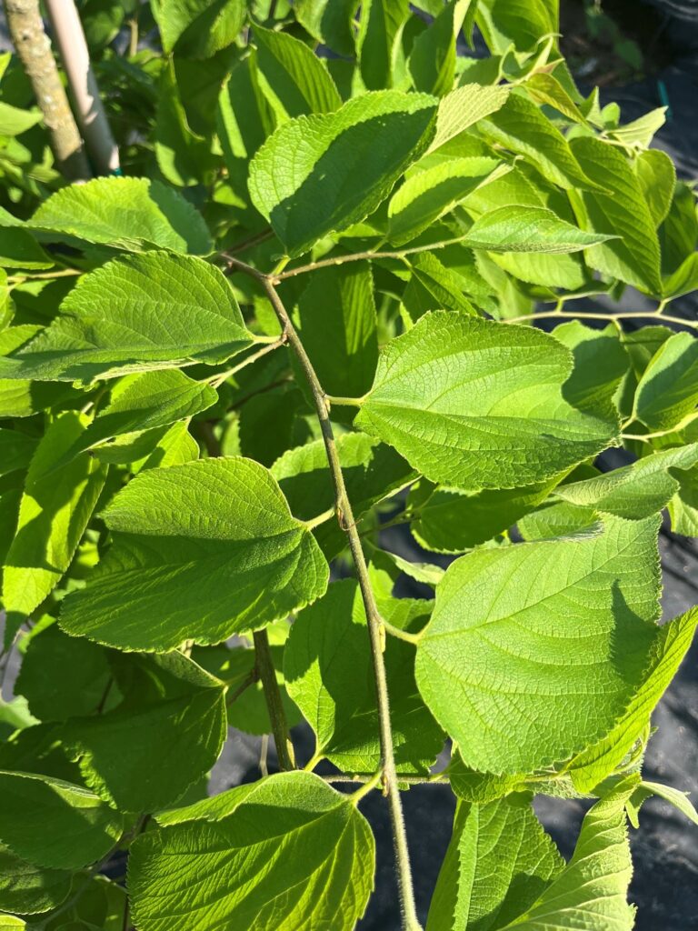 CELTIS OCCIDENTALIS