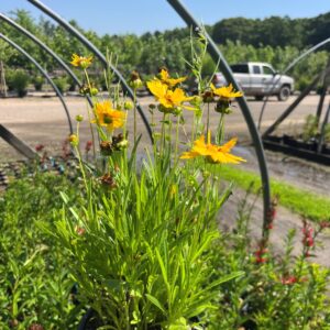 Coreopsis gra. 'Early Sunrise' - Large Flower Tickseed
