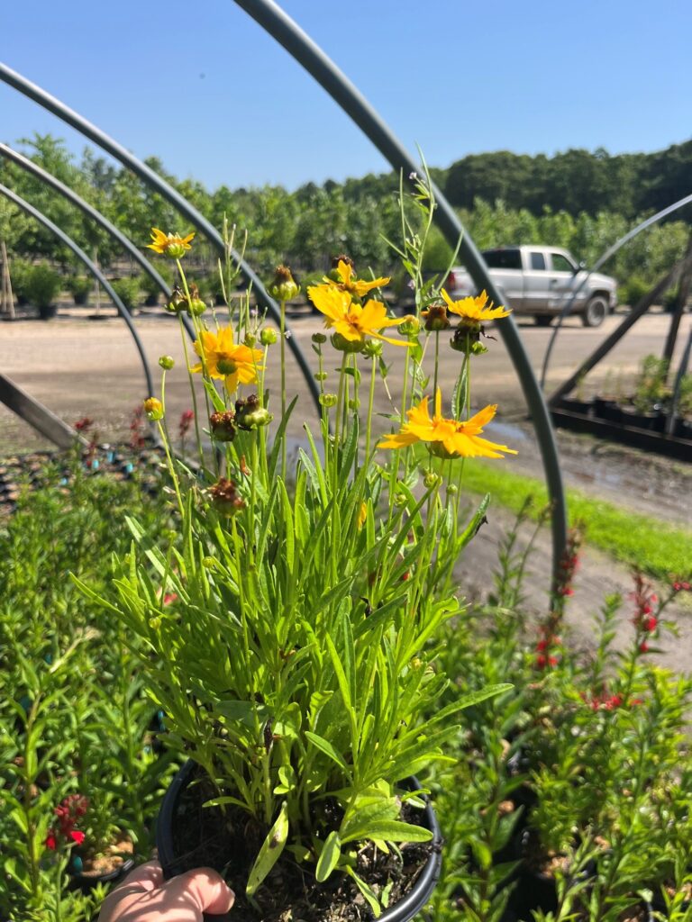 COREOPSIS EARLY SUNRISE