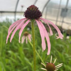 Echinacea pallida- Pale Purple Coneflower