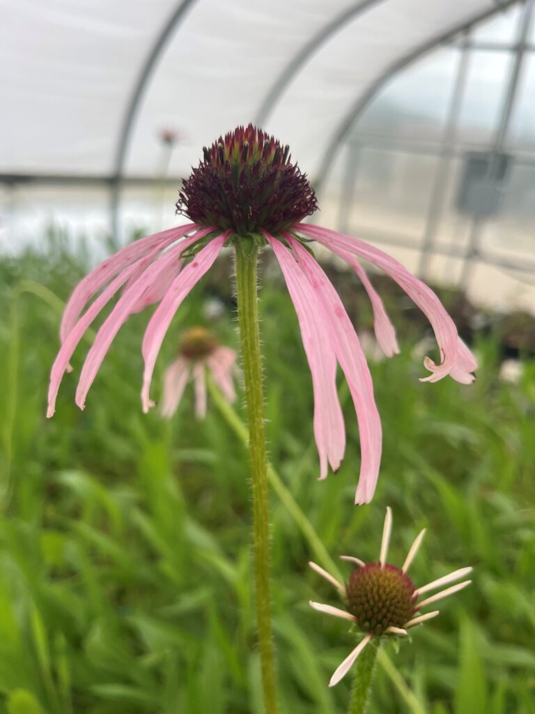 ECHINACEA PALLIDA