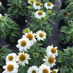 Echinacea purp. 'Pow Wow White'- Coneflower