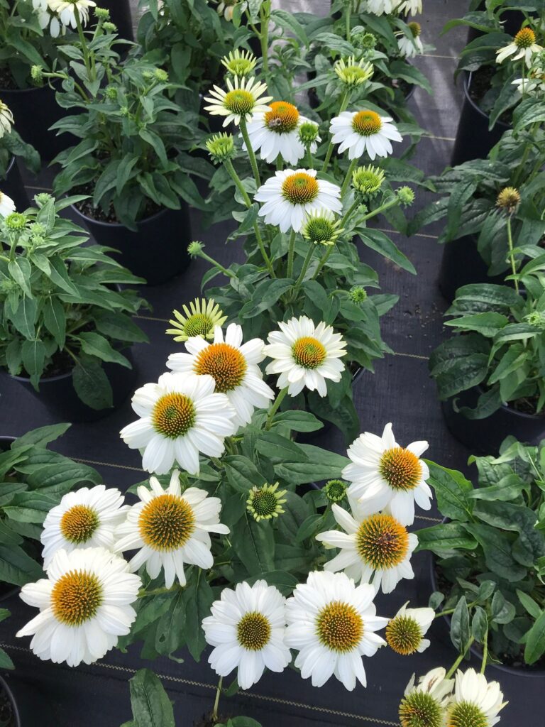 ECHINACEA POW WOW WHITE