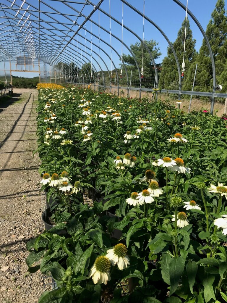ECHINACEA WHITE SWAN