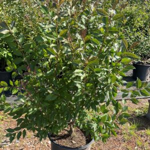 Ilex Verticillata - Winterberry Holly