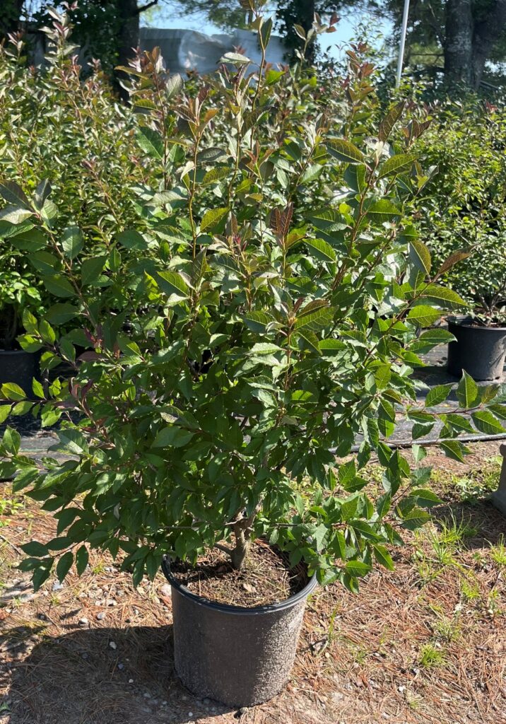 ILEX VERTICILLATA