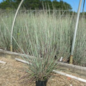 Andropogon scoparium- Little Bluestem