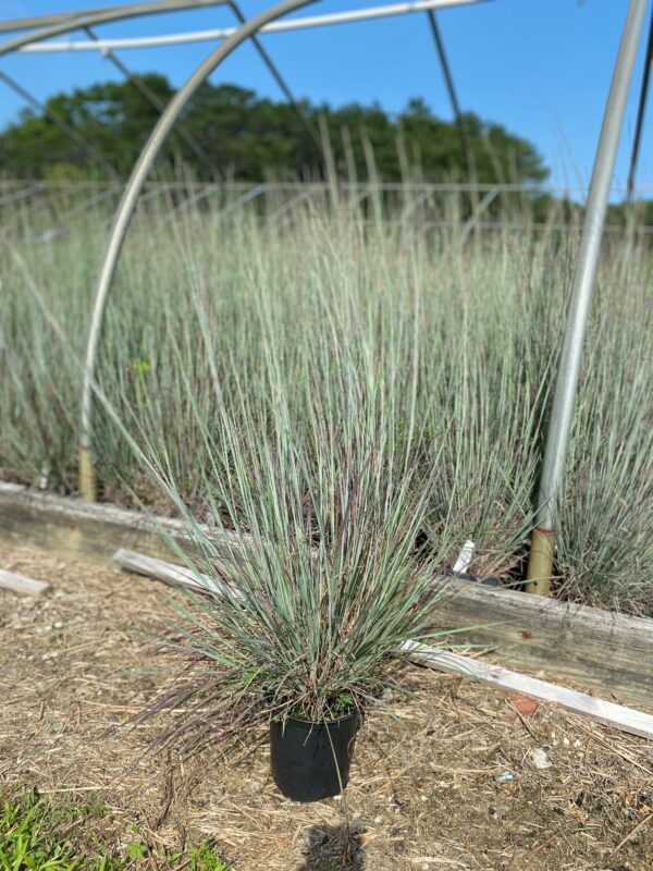 Andropogon scoparium- Little Bluestem