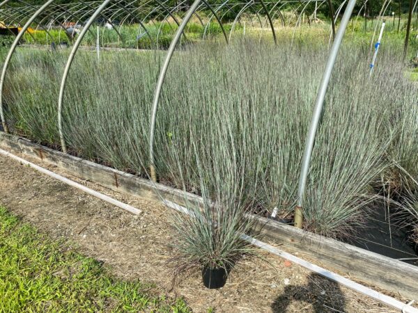 Andropogon scoparium- Little Bluestem - Image 3