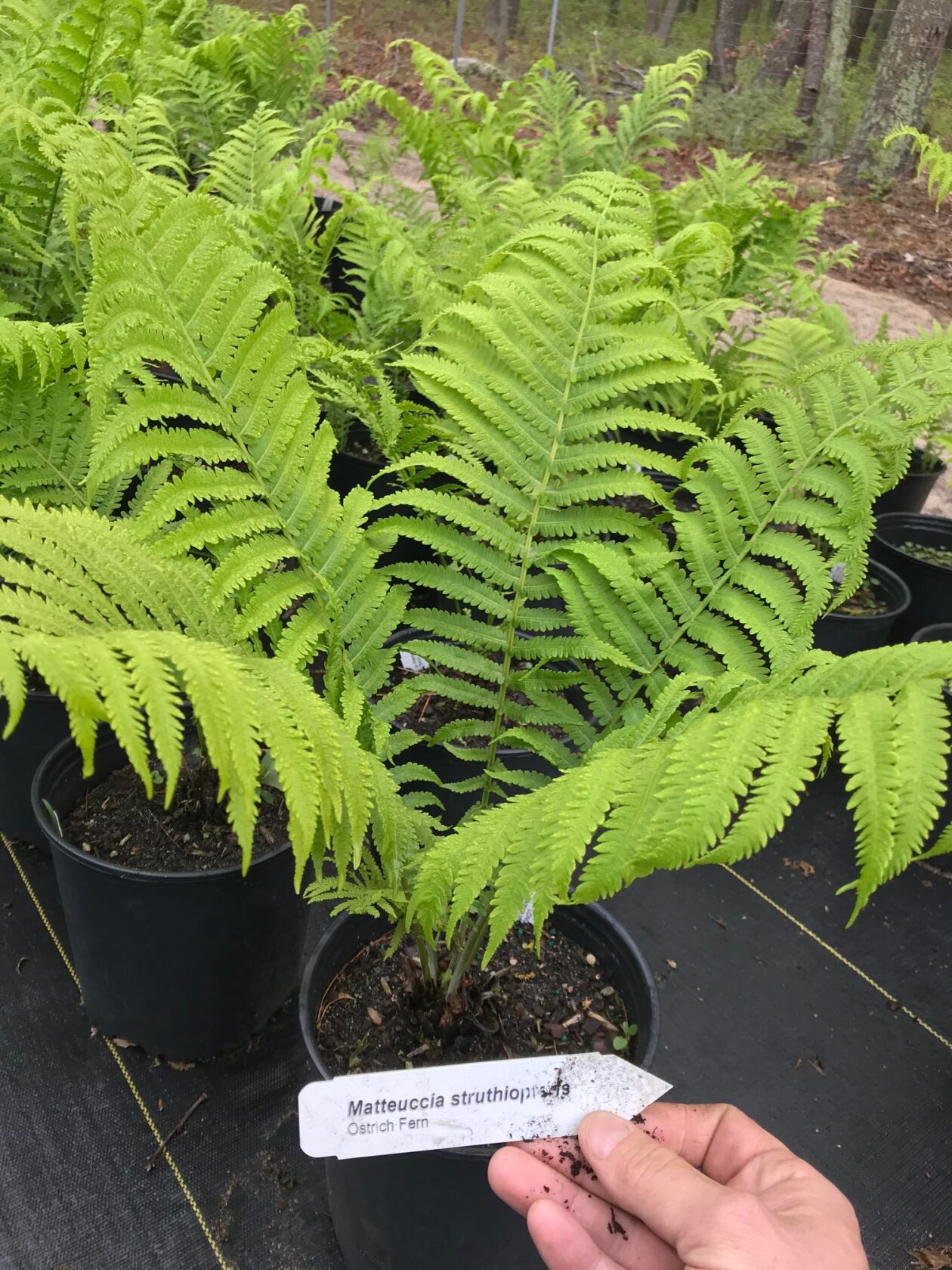 Matteuccia struthiopteris- Ostrich Fern - Long Island Natives