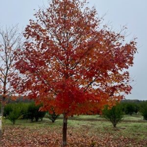 Acer saccharum- Sugar Maple