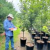 Acer rubrum- Red Maple - Image 3