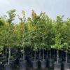 Acer rubrum- Red Maple