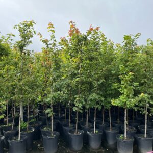 Acer rubrum- Red Maple