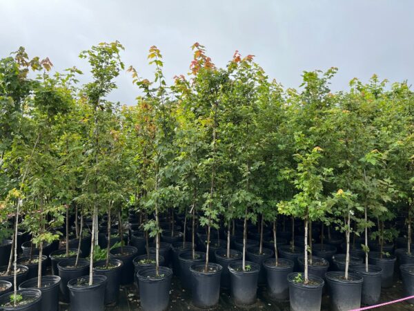 Acer rubrum- Red Maple