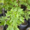 Acer rubrum- Red Maple - Image 5