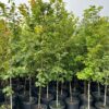 Acer rubrum- Red Maple - Image 4