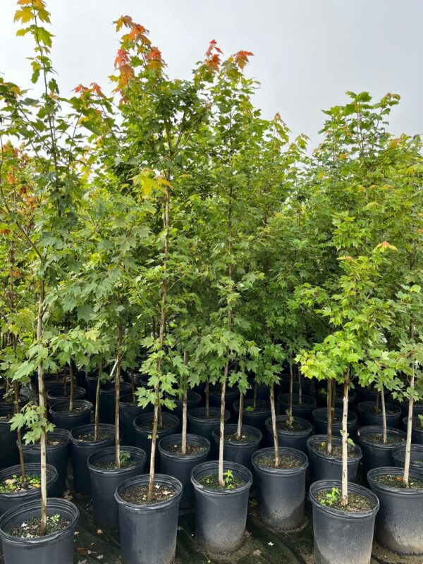 Acer rubrum- Red Maple - Image 4