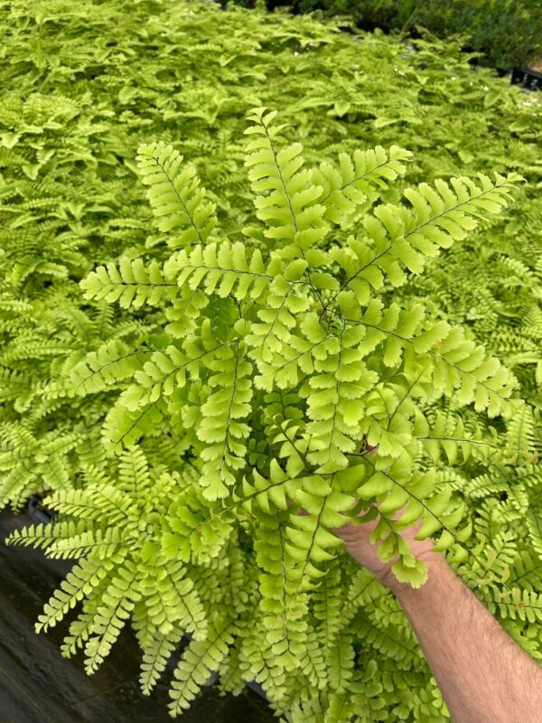 Adiantum pedatum - Northern Maidenhair Fern - Image 2